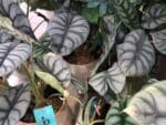 Plants d'Alocasia Nebula Silver, plants d'Alocasia Dragon Scale, Alocasia argenté