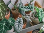 Plants d'Alocasia Nebula Silver, plants d'Alocasia Dragon Scale