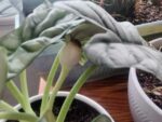 Plants d'Alocasia Nebula Silver, plants d'Alocasia Dragon Scale