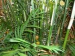 Plants de Chamaedorea elegans, Plants de Palmier de Montagne, Plants de palmier nain doré