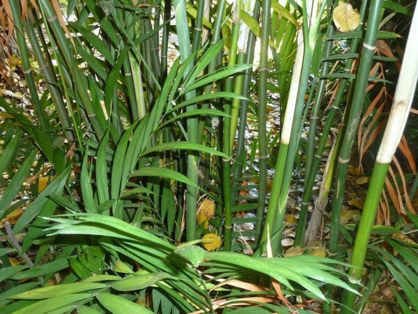Plants de Chamaedorea elegans, Plants de Palmier de Montagne, Plants de palmier nain doré
