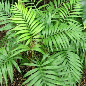 Plants de Chamaedorea elegans, Plants de Palmier de Montagne