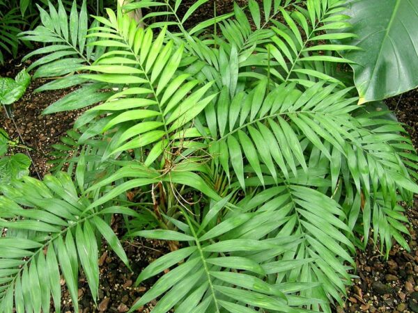 Plants de Chamaedorea elegans, Plants de Palmier de Montagne