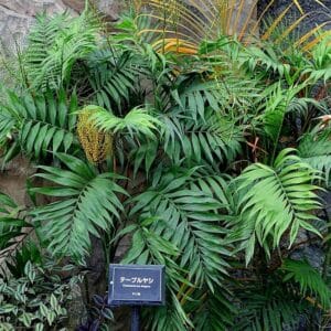 Plants de Chamaedorea elegans, Plants de Palmier nain doré