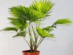 Plants de Livistona rotundifolia, Plants de Saribus rotundifolius, Plants de palmier éventail