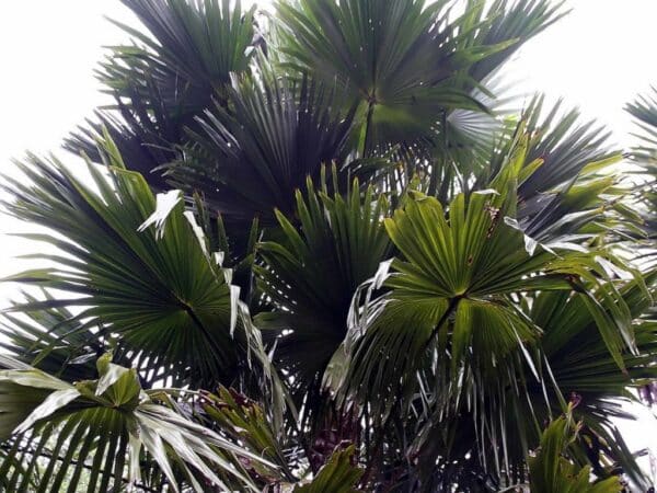 Plants de Livistona rotundifolia, Plants de Saribus rotundifolius, Plants de palmier éventail