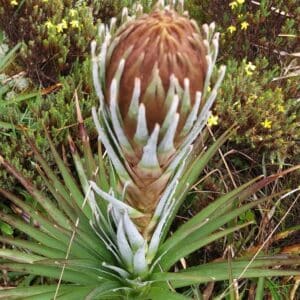 Graines de Puya dasylirioides, Graines de Puya à feuille de Yucca