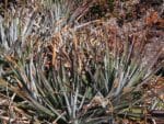 Graines de Puya dasylirioides, Graines de Puya à feuilles de Yucca