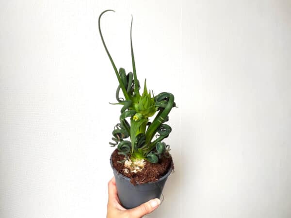 Plant Albuca spiralis, Plant Albuca spiralée, Achat Allbuca spiralis, Plante Albuca spiralée