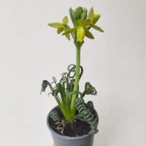 Plant Albuca spiralis, plant Albuca spiralée, fleur albuca spiralis, achat albuca spiralis