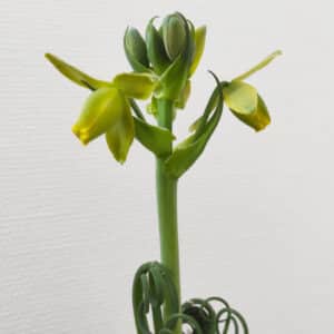 Plant Albuca spiralis, plant Albuca spiralée, fleur albuca spiralis, achat albuca spiralis