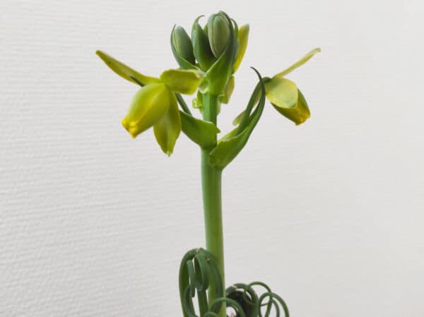 Plant Albuca spiralis, plant Albuca spiralée, fleur albuca spiralis, achat albuca spiralis