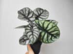 Plant Alocasia 'Nebula Silver' , plant Alocasia 'Dragon Scale', Plant d'Alocasia argenté
