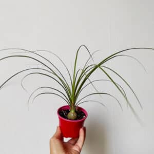 Plant beaucarnea recurvala, plant Nolina recurvata, plant pied éléphant, plante éléphant