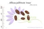 Graines d'Albizia julibrissin 'Rosea', Albizia julibrissin 'Rosea' seeds