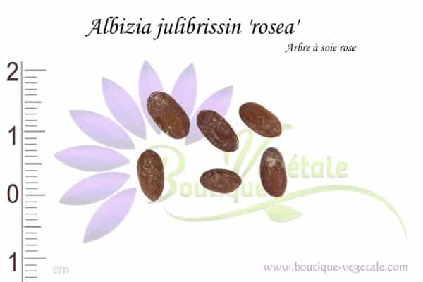 Graines d'Albizia julibrissin 'Rosea', Albizia julibrissin 'Rosea' seeds