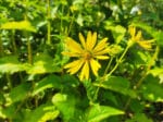 silphie, graines de Silphie, Silphium perfoliatum, graines Silphium perfoliatum, achat graines silphie