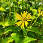 silphie, graines de Silphie, Silphium perfoliatum, graines Silphium perfoliatum, achat graines silphie