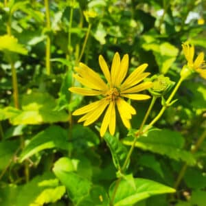 silphie, graines de Silphie, Silphium perfoliatum, graines Silphium perfoliatum, achat graines silphie