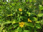 silphie, graines de Silphie, Silphium perfoliatum, graines Silphium perfoliatum, achat graines silphie