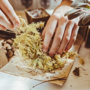sphaigne, mousse de sphaigne, sphaigne du chili, sphagnum moss, achat sphaigne