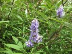 Vitex agnus-castus, Gattilier, Poivre des Moines, graines Gattilier, graines Vitex, graines Vitex agnus-castus, graines poivre des moines