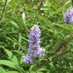 Vitex agnus-castus, Gattilier, Poivre des Moines, graines Gattilier, graines Vitex, graines Vitex agnus-castus, graines poivre des moines