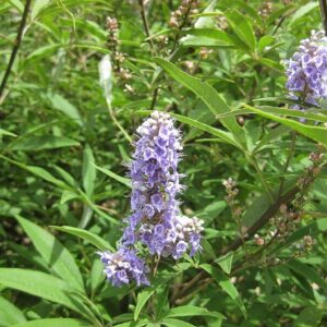 Vitex agnus-castus, Gattilier, Poivre des Moines, graines Gattilier, graines Vitex, graines Vitex agnus-castus, graines poivre des moines