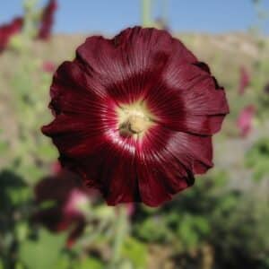 Graines d'Alcea rosea var. nigra, Graines Rose trémière noire