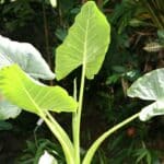 Plants d'Alocasia macrorrhiza, Plants de taro géant, Alocasie géante, Oreille d'éléphant