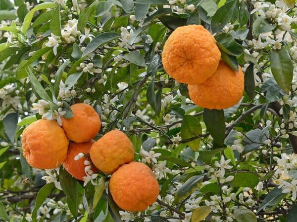 Plants de Citrus aurantium , Plants de Bigaradier, Oranger amer