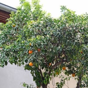 Plants de Citrus aurantium, Plants de bigaradier, Oranger amer