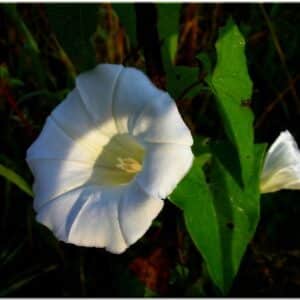 Graines d'Ipomoea tricolor Pearly Gates, Graines d'Ipomée Pearly Gates, Mexican Morning glory