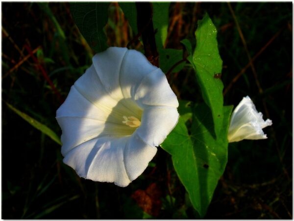 Graines d'Ipomoea tricolor Pearly Gates, Graines d'Ipomée Pearly Gates, Mexican Morning glory
