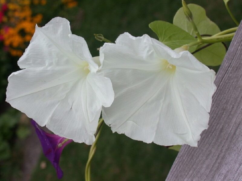 10 Graines D'Ipomée Tricolore - Morning Glory Grimpante Aux Couleurs Éclatantes Pour Jardin Balcon