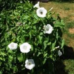 Graines d'Ipomoea tricolor Pearly Gates, Graines d'Ipomée Pearly Gates, Mexican Morning glory