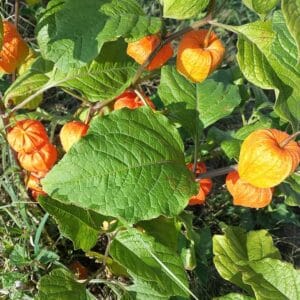 Graines de Physalis alkekengi, Graines d'Alkékenge