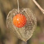 Graines de Physalis alkekengi, Graines d'Alkékenge
