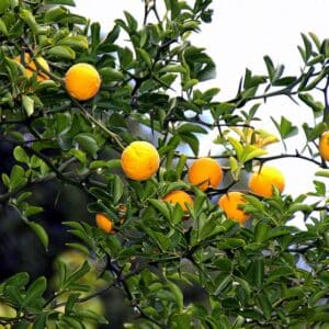 Plant de Poncirus trifoliata, Plants de Poncirus, Oranger trifolié, Citronnier épineux