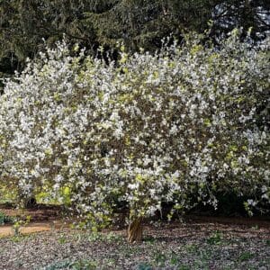 Plant de Poncirus trifoliata, Plants de Poncirus, Oranger trifolié