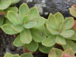 Graines de Rhodiola rosea, Graines d'Orpin rose, Rhodiole