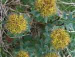 Graines de Rhodiola rosea, Graines d'Orpin rose, Racine arctique