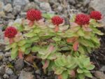 Graines de Rhodiola rosea, Graines d'Orpin rose, Racine d'or
