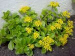 Graines Rhodiola rosea, Graines d'orpin rose, Rhodiole