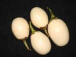 Graines Solanum melongena, graines Aubergine blanche Ronde à œuf