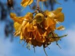 Graines de Sophora cassioides, Graines de Pelu