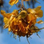Graines de Sophora cassioides, Graines de Pelu