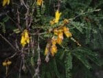 Graines de Sophora cassioides, Graines de Pelu