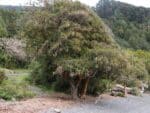 Graines de Sophora cassioides, Graines de Pelu