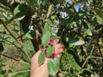 Graines d'Acca sellowiana, Graines de Goyavier du Brésil, Plants de Feijoa